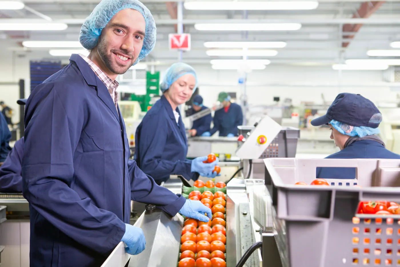 Operadores de touca selecionando tomates em linha de produção de alimentos