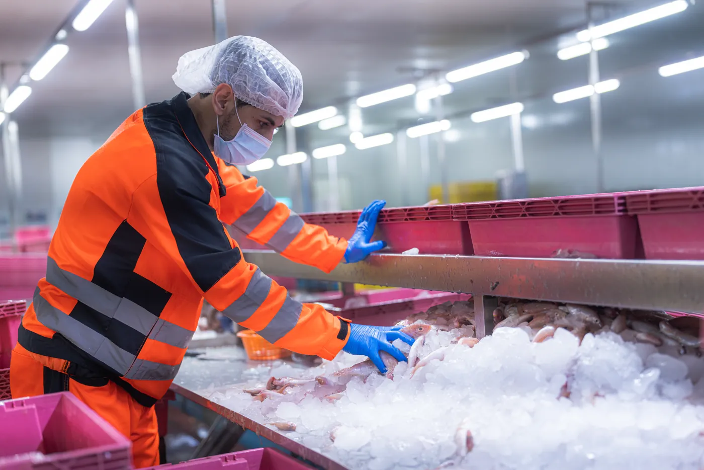 Operador com luvas inspecionando pescado fresco no gelo em indústria de alimentos