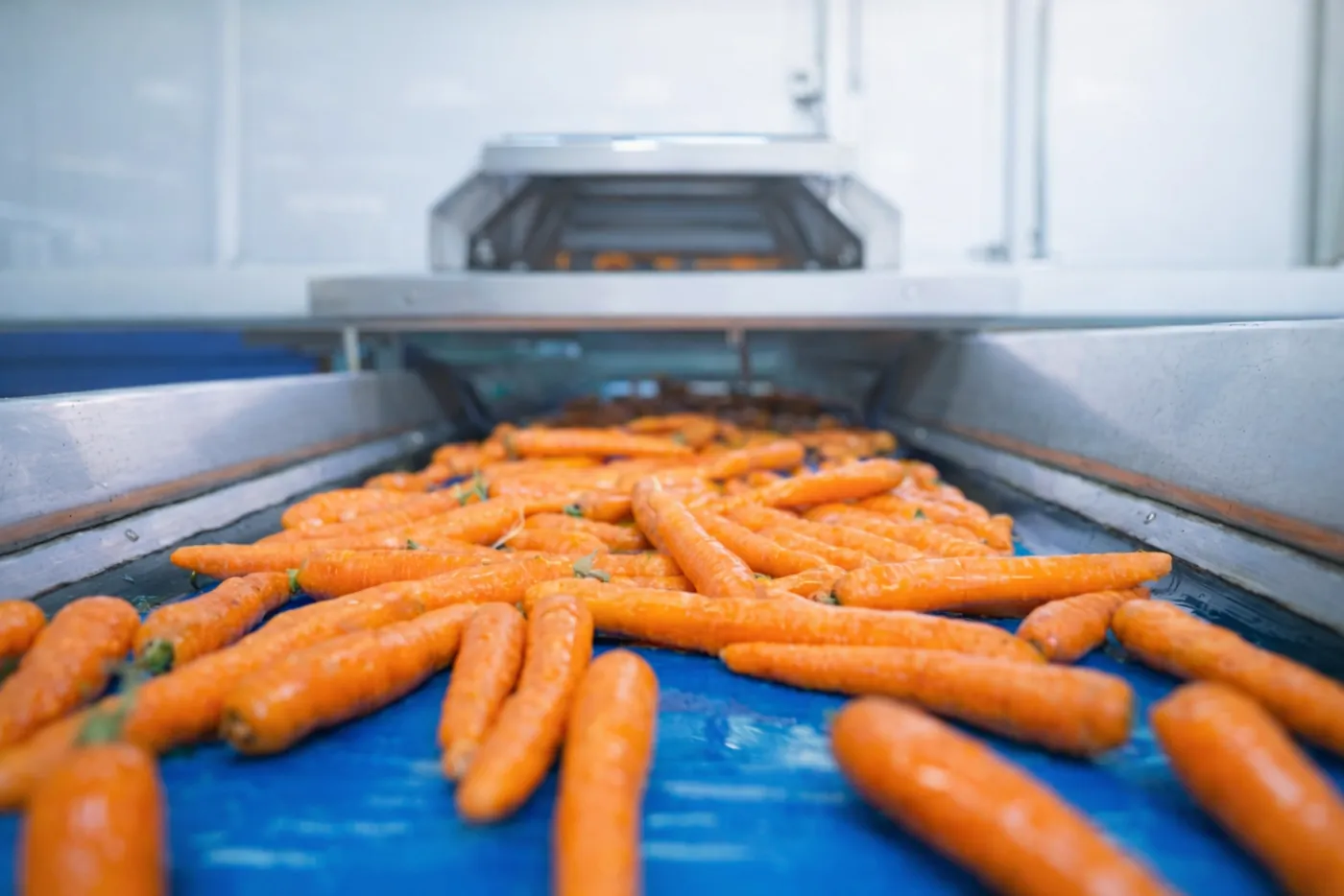 Cenouras em esteira de processamento em indústria de alimentos